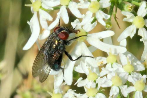 Réf. 288 140 : Bellardia sp.